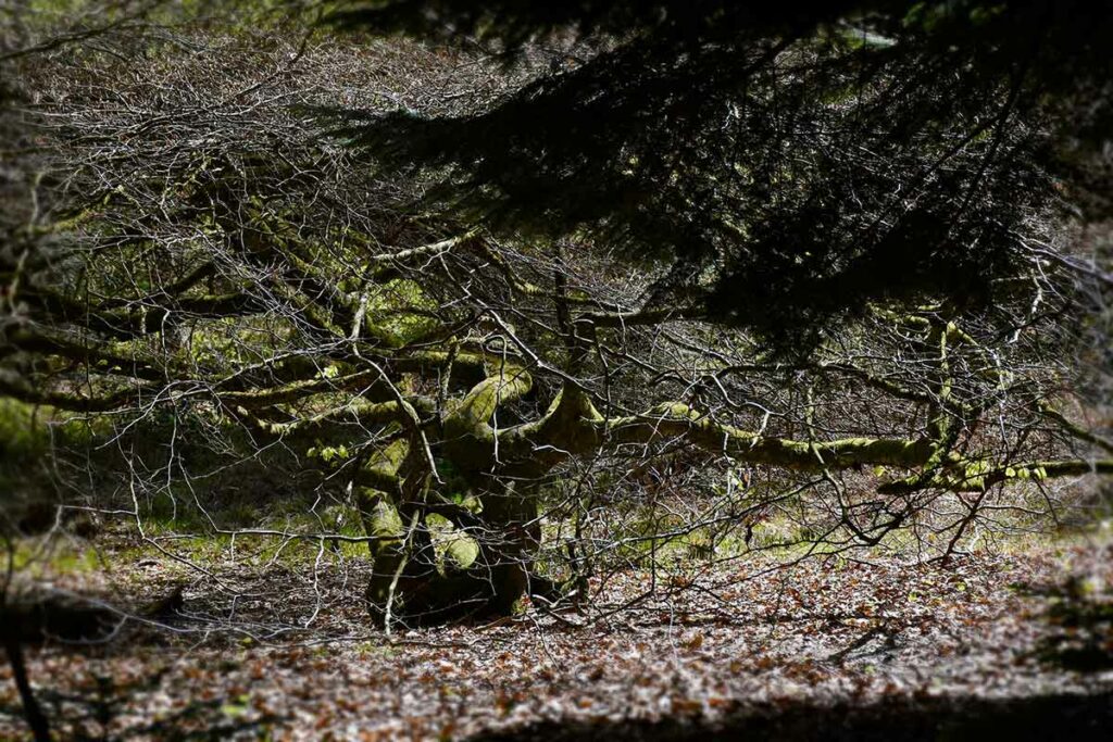 Les faux de la foret de verzy en hiver