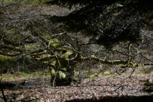 Les faux de la foret de verzy en hiver