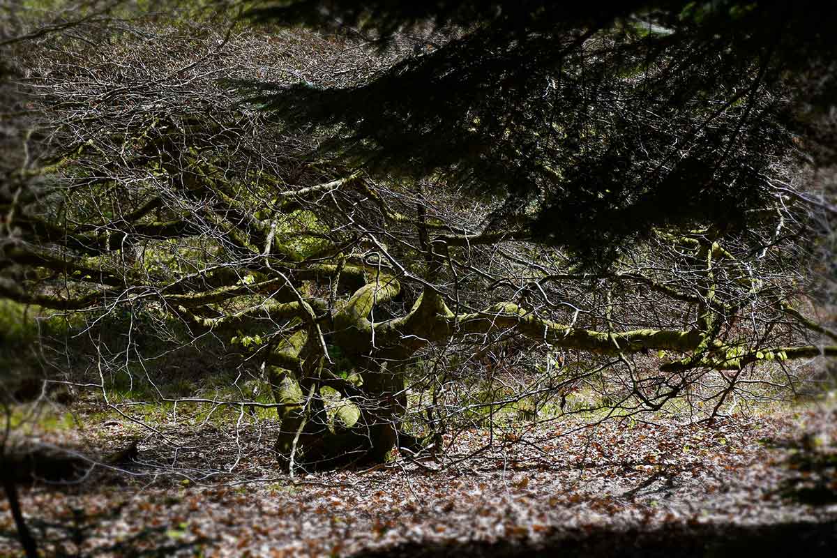 Les faux de la foret de verzy en hiver